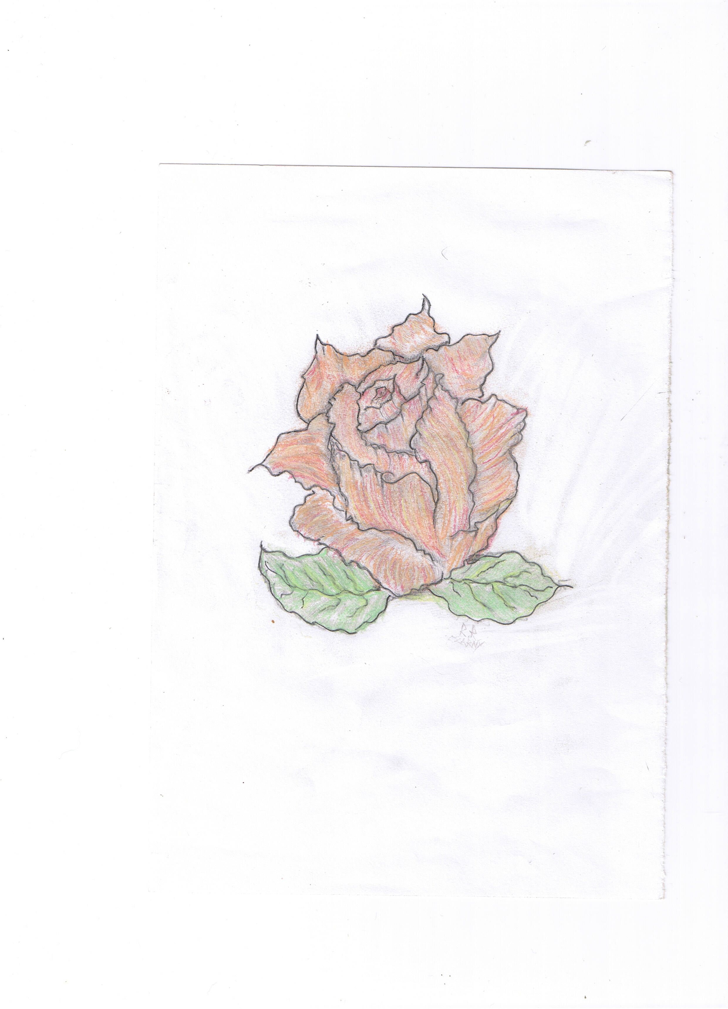 cherbaciana róża