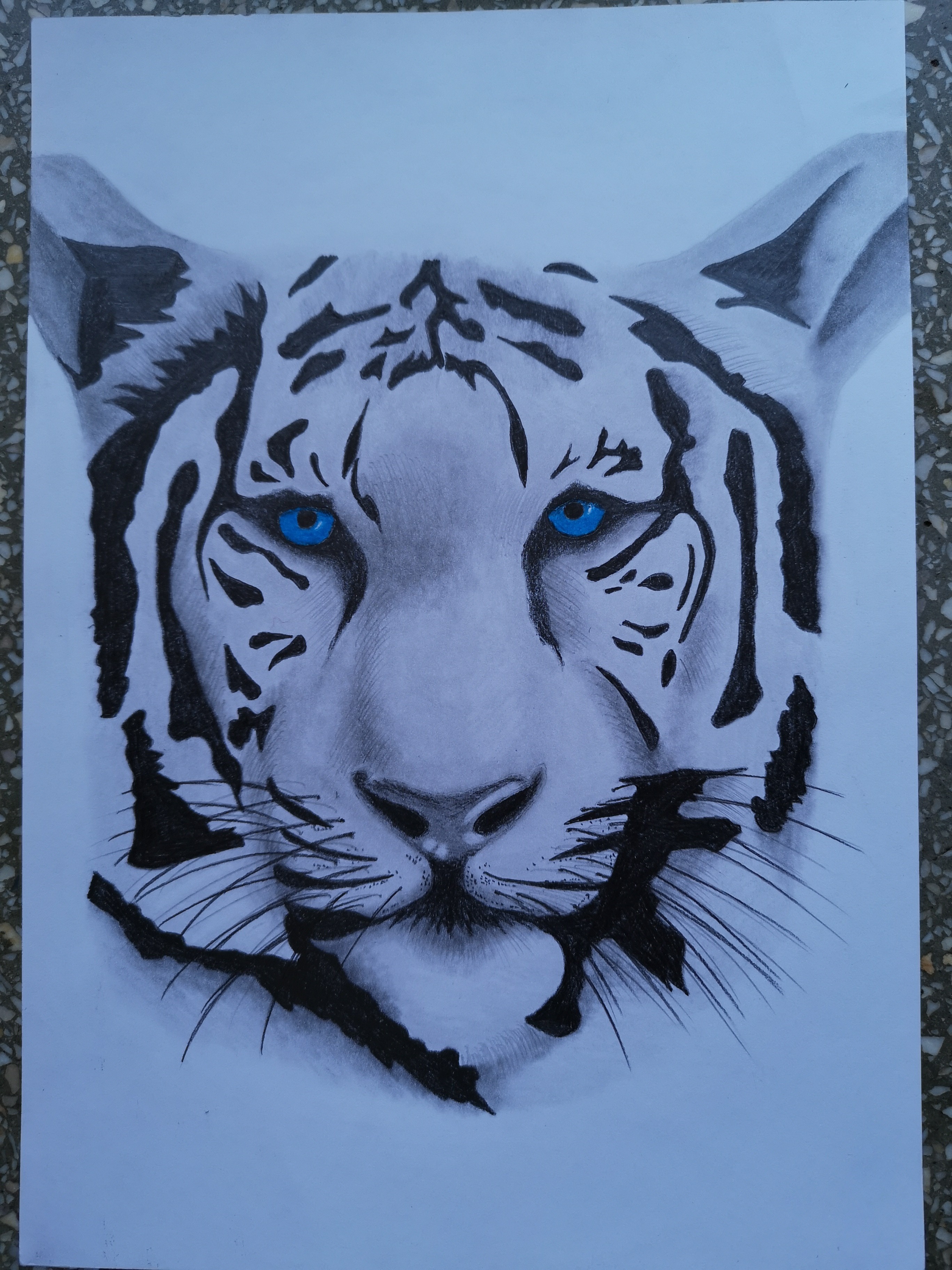 Tygrys rysunek