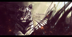 Tiger Tag by Savage