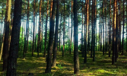 nie ma to jak las by Mikasa982