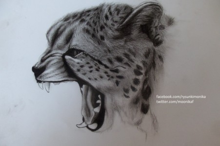 Gepard by Monika
