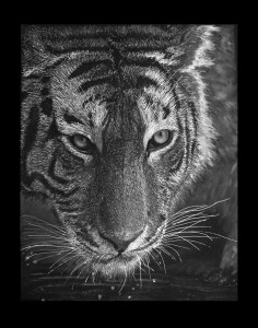 Tiger by GradiamArts