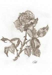 Rose by MorriganArt13