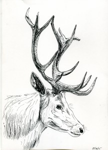 Deer by Rudorozowa